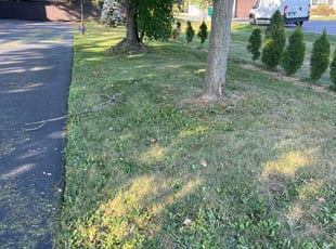 Jacqueline D.'s grass cutting service result