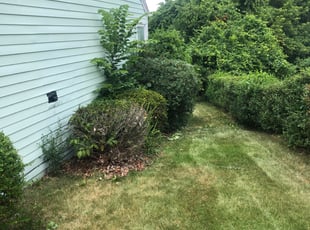 Natalie N.'s Bush Trimming service result