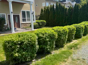 Justin M.'s turf care service result