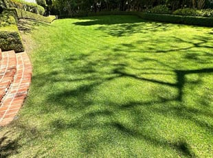 Jamie P.'s lawn service service result