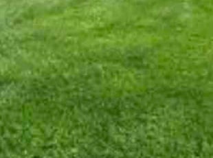 Laurie F.'s lawn service service result