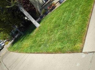 Tierra S.'s lawn service service result