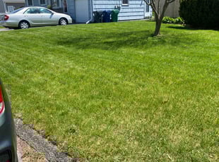 Tony W.'s grass cutting service result