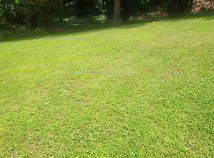 Thomas F.'s lawn maintenance service result
