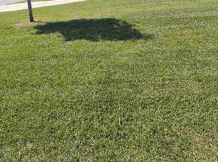 Jan H.'s lawn service service result
