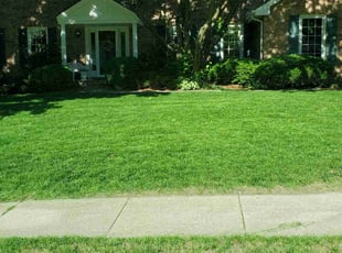 Shailendra D.'s lawn service service result