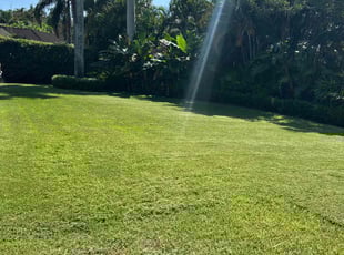 Conor D.'s turf care service result