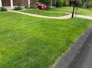 Rene R.'s grass maintenance service result