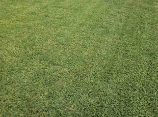 Benjamin N.'s grass maintenance service result