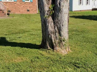 Christopher T.'s lawn care service result