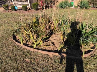 Dominique B.'s lawn care service result