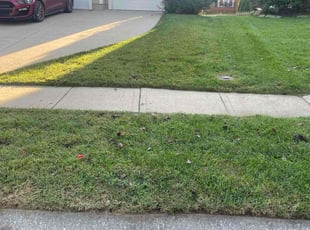 Pam B.'s turf maintenance service result