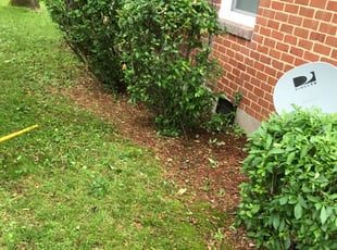 Barbara B.'s Bush Trimming service result