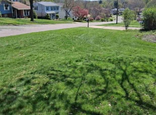 Rose R.'s yard service service result