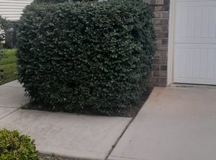 Diamond S.'s Bush Trimming service result