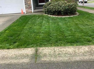 Anjali S.'s turf care service result
