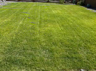Claudine H.'s turf care service result
