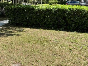 Karen H.'s Bush Trimming service result