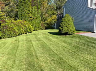 Dennis N.'s yard care service result