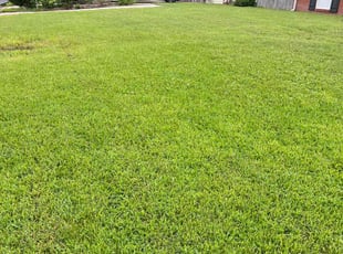 Andrew P.'s lawn care service result