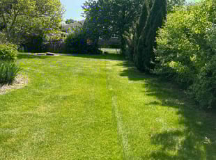Tiffany C.'s turf care service result