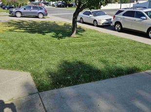 Dani G.'s lawn service service result