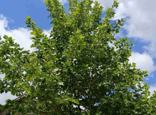 William C.'s Tree Care service result
