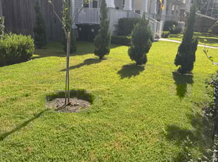 Tracy J.'s lawn maintenance service result