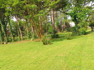 Brad B.'s grass cutting service result