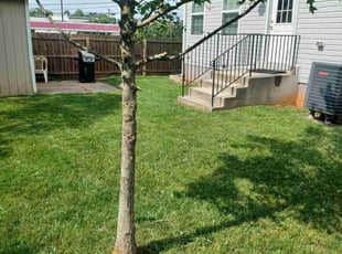 Aubriana H.'s turf maintenance service result