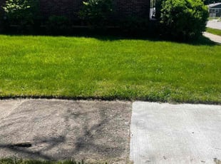 Michael B.'s turf care service result