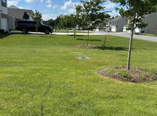Azra R.'s grass cutting service result