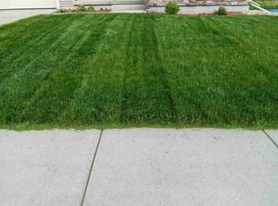 Linda H.'s Long Grass Cleanup service result