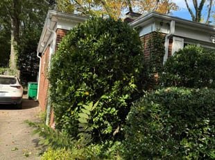 Jacob C.'s Bush Trimming service result