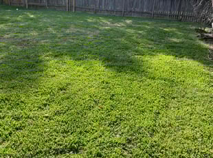 Donald W.'s grass maintenance service result