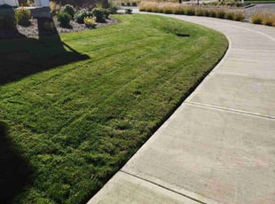 Eve L.'s grass cutting service result