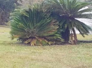 Monique F.'s Bush Trimming service result