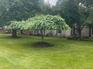 Allen K.'s grass maintenance service result