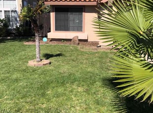 Nishickia C.'s turf care service result