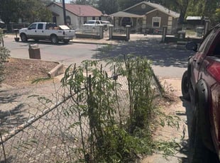 Gigi B.'s Bush Trimming service result