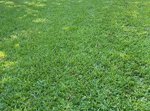 Danielle S.'s lawn care service result