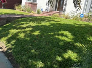 Dave W.'s turf maintenance service result