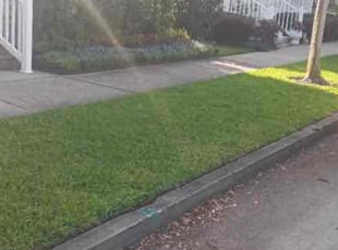 Tom F.'s lawn care service result