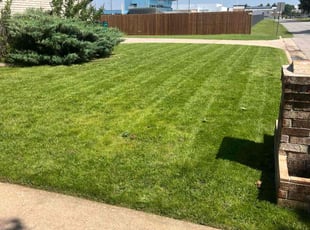 Alex V.'s grass cutting service result