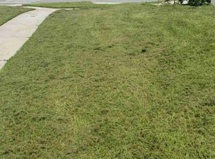 Traci P.'s lawn care services service result