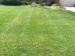 Cynthia N.'s turf care service result