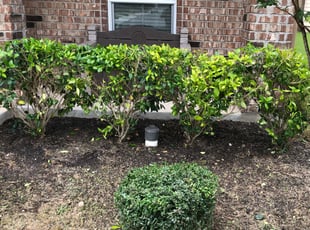 Brittany C.'s Bush Trimming service result