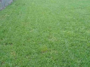 Ralph P.'s turf maintenance service result