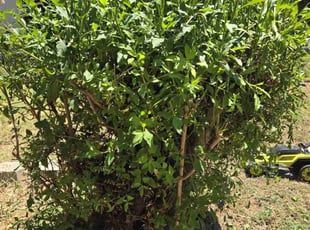 Mark G.'s Bush Trimming service result