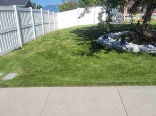Misha M.'s turf care service result